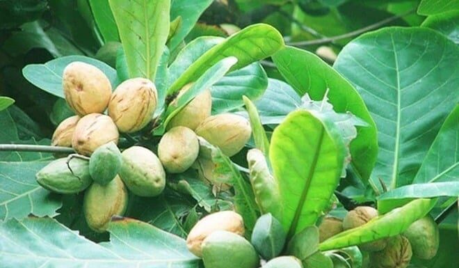 The Forgotten Fruit: A Tasty Treat Transformed into a Delicacy, Fetching a Premium Price.