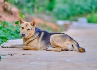 The Ancient Wisdom Still Rings True: ‘Beware of These 5 Things When You Step Outside, For They Bring Misfortune’