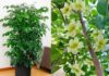 The Feng Shui Master’s Guide to Prosperity: 5 Blooming Plants That Attract Wealth and Fortune