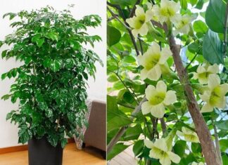 The Feng Shui Master’s Guide to Prosperity: 5 Blooming Plants That Attract Wealth and Fortune