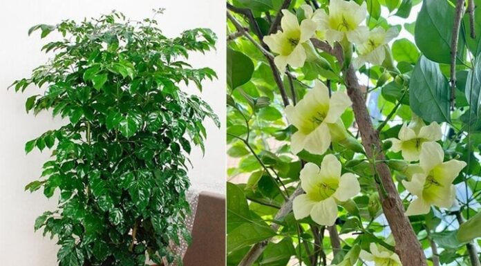 The Feng Shui Master’s Guide to Prosperity: 5 Blooming Plants That Attract Wealth and Fortune