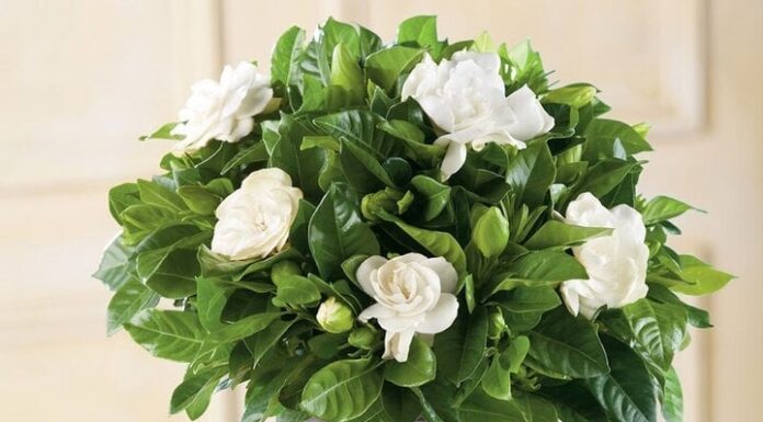 The 4 Vinegar-Loving Plants: How a Simple Splash Will Transform Your Garden