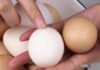 The Great Egg Debate: Red or White? Unveiling the Surprising Truth.