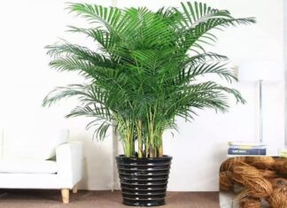 The 5 Magical Plants to Attract Wealth and Ward Off Evil Spirits