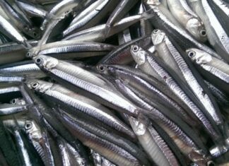 “Seven Types of Fish You Should Buy: Natural, Not Enhanced, But With Sweet Flesh, Nutritious Like Bird’s Nest Soup”