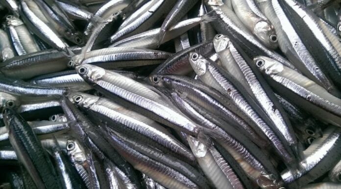 “Seven Types of Fish You Should Buy: Natural, Not Enhanced, But With Sweet Flesh, Nutritious Like Bird’s Nest Soup”