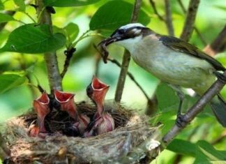 Why Do Most Bird Nests Face the Sky? What If There’s a Downpour?