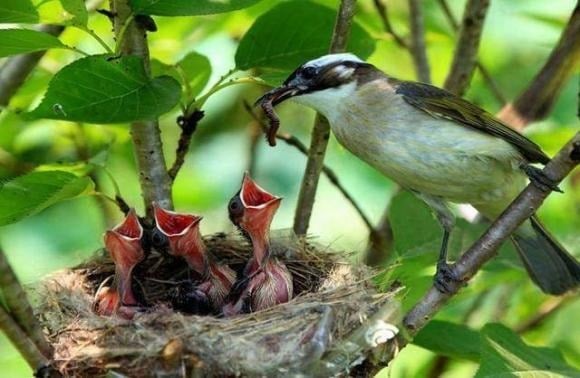 Why Do Most Bird Nests Face the Sky? What If There’s a Downpour?