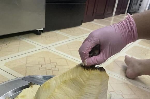 The Ultimate Hack to Cutting a Jackfruit: A Mess-Free, Sticky-Free Experience