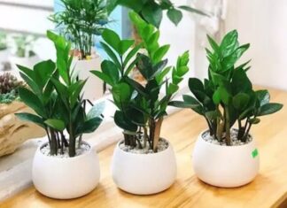 The Living Room’s Lucky Four: Unveiling the Secret to Prosperity.