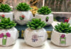 The Top 10 Shops for Stunning and Affordable Cacti in Ho Chi Minh City