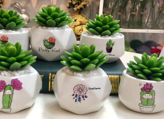 The Top 10 Shops for Stunning and Affordable Cacti in Ho Chi Minh City