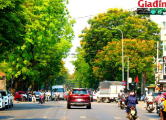 Enchanted by the Golden Yellow Flowers Adorning the Streets of Hue