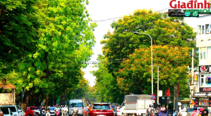 Enchanted by the Golden Yellow Flowers Adorning the Streets of Hue