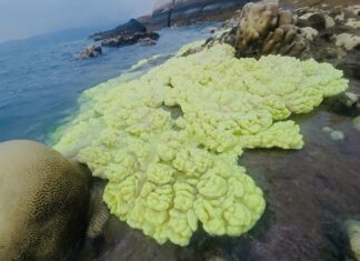 The Great Coral Surprise: Witnessing the Magic of Shore-bound Coral Growth