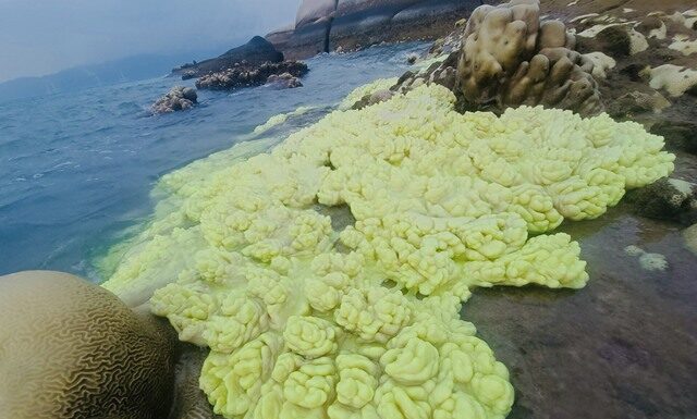 The Great Coral Surprise: Witnessing the Magic of Shore-bound Coral Growth