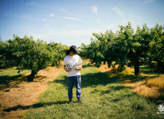 The Ultimate Fruit Feast: Indulge in the Finest Fruits with a Twist of Luxury