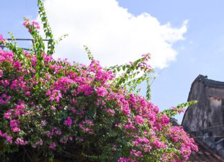 “Vietnam: Voted Asia’s Top Travel Destination”