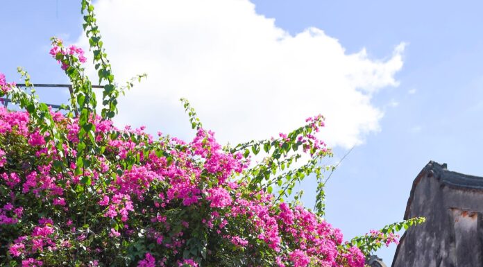 “Vietnam: Voted Asia’s Top Travel Destination”