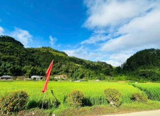 The Golden Season of Mù Cang Chải and Hoàng Su Phì Remains Unaffected by Storms and Floods