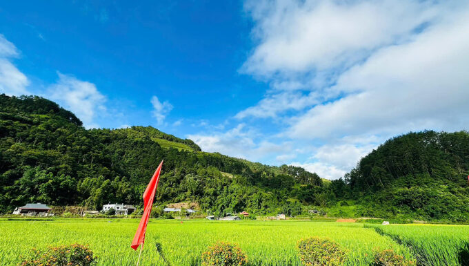 The Golden Season of Mù Cang Chải and Hoàng Su Phì Remains Unaffected by Storms and Floods