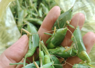 The North’s Delicacy: ‘Flying Shrimp’ Rivals Lobster in Price and Elusiveness