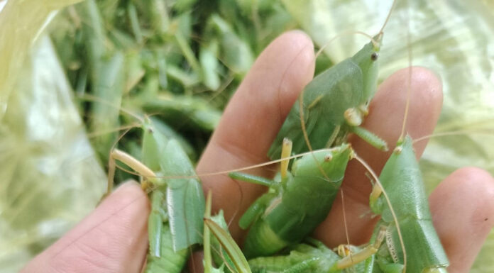 The North’s Delicacy: ‘Flying Shrimp’ Rivals Lobster in Price and Elusiveness