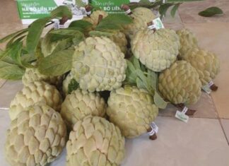 The Fruit That Was Once Overlooked Now Commands a Premium Price in the City