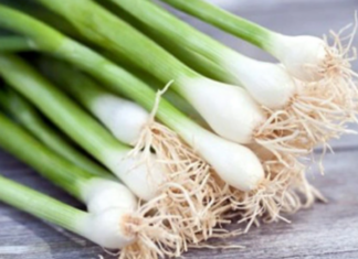 “Onion Leaves: A Tasty Treat or a Toxic Threat?”