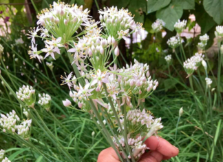 The Ultimate Superfood: Nature’s Gift to Kidney Health