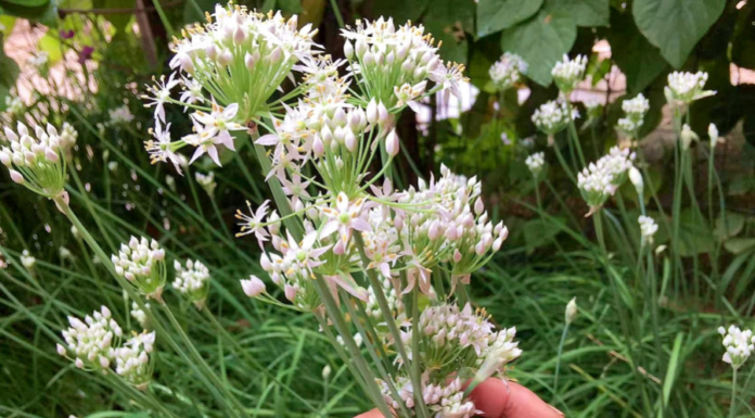 The Ultimate Superfood: Nature’s Gift to Kidney Health