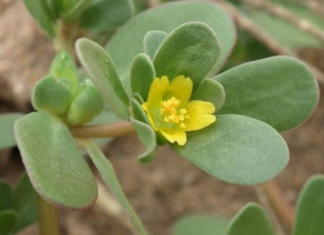 “The Unsung Superfood: A Common Weed with Extraordinary Benefits”