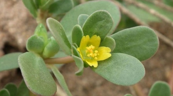 “The Unsung Superfood: A Common Weed with Extraordinary Benefits”