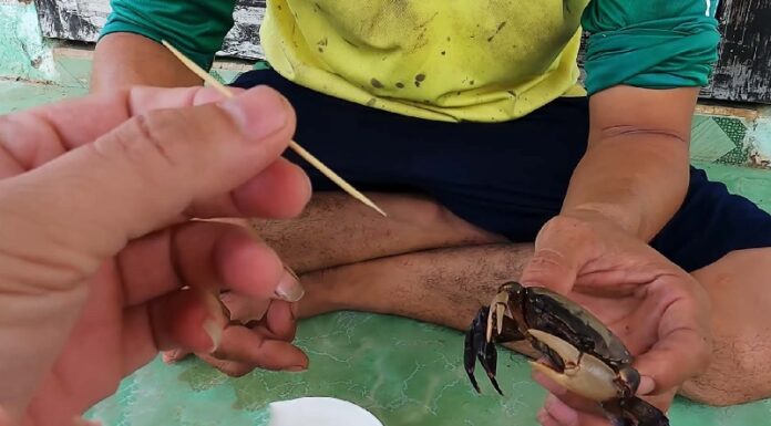 The Ultimate Guide: Two Ways to Secure Your Crab’s Claws in an Instant
