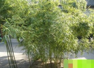 “Why Do the Elders Say, ‘If You Don’t Plant Bamboo in Front, Plant Fewer Trees at the Back’? What Happens If You Do Plant Bamboo?”