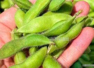 The Ultimate Summer Superfoods: 4 Affordable, Pestcide-Free, Calcium-Rich Green Vegetables for a Healthy You.