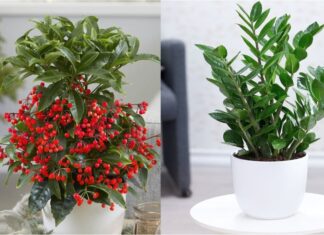 The 3 Lucky Plants That Bring Wealth: Unveiling the Green Secrets of the Affluent.