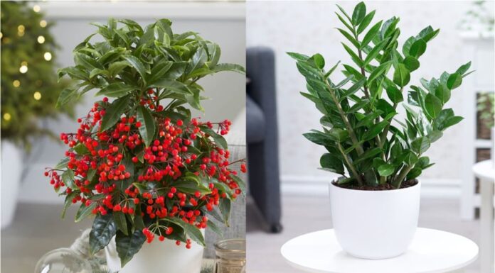 The 3 Lucky Plants That Bring Wealth: Unveiling the Green Secrets of the Affluent.