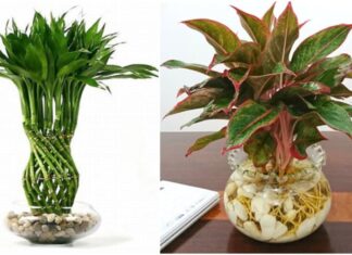 The Green Path to Prosperity: A Guide to 3 Soil-Free Feng Shui Plants for Wealth and Abundance