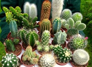 The Three Household Plants That Bring Misfortune and Financial Ruin: A Warning for Homeowners.