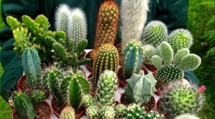 The Three Household Plants That Bring Misfortune and Financial Ruin: A Warning for Homeowners.