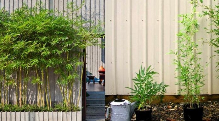 The Ultimate Guide to Wealth and Prosperity: Unlocking the Secrets of Fortune with Three Magical Trees