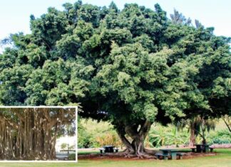 Is It Fortunate to Plant a Banyan Tree in Front of the House? What Is the Feng Shui Significance of the Banyan Tree?
