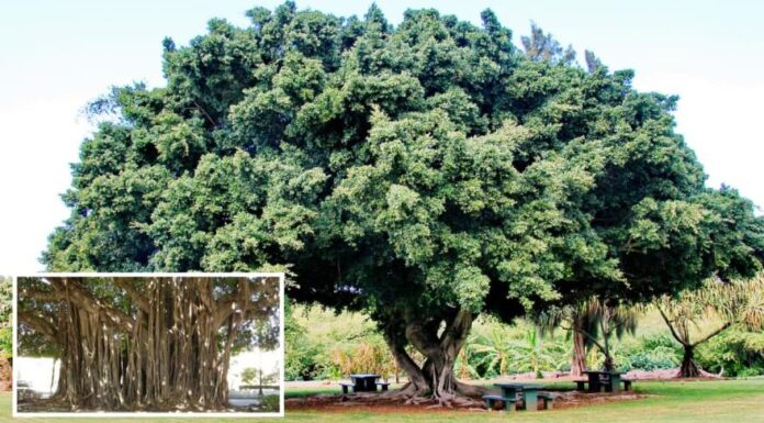 Is It Fortunate to Plant a Banyan Tree in Front of the House? What Is the Feng Shui Significance of the Banyan Tree?