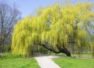 The Ancient Adage: “The Five Trees of Woe: Bringing Misfortune to Your Doorstep”