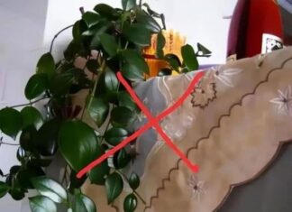 The Electrician’s Warning: “Don’t Keep These 3 Things on Top of Your Fridge – It’s a Waste of Energy and Harmful to Your Appliance”