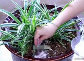 The Secret to a Green Thumb: Reviving a Dying Tree.