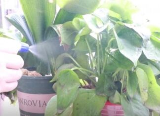 The Magic of Overnight Brewed Tea: Uncover 4 Surprising Benefits You Never Knew Existed