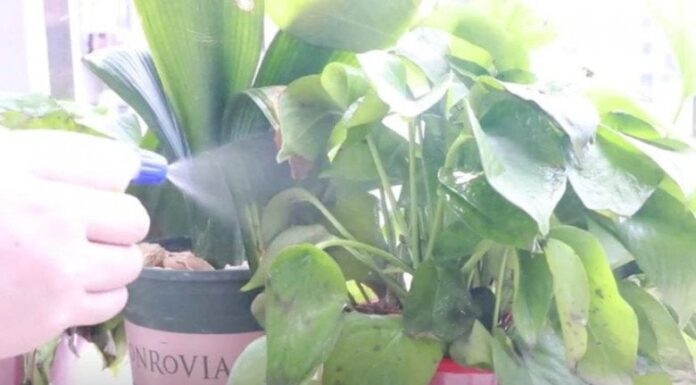 The Magic of Overnight Brewed Tea: Uncover 4 Surprising Benefits You Never Knew Existed