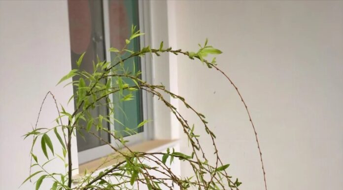 The 4 Types of Plants That Bring “Bad Luck” to Homeowners: A Superstition-Based Guide